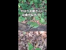（インスタリールアーカイブ）仕事場で出くわしたモリアオガエルｗ