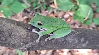 （インスタリールアーカイブ）仕事場で出くわしたモリアオガエルｗ
