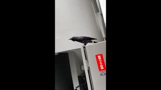 ハローって鳴くカラス