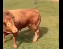 ホモと見る牛を見てたまげる牛