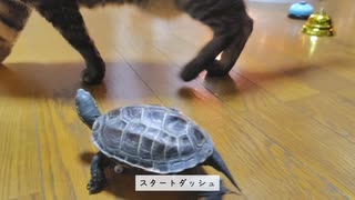 【神回】スケボー亀の成長に全人類が泣いた