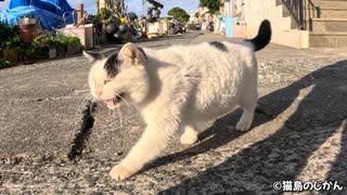 二匹の猫のお出迎え