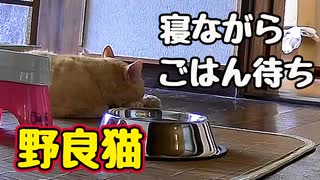 もう慣れたもんです【野良猫】