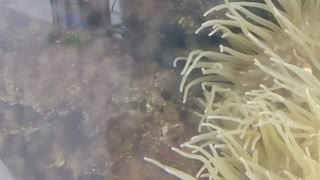 東京都内のドン・キホーテの水槽内の熱帯魚が泳いでいる様子