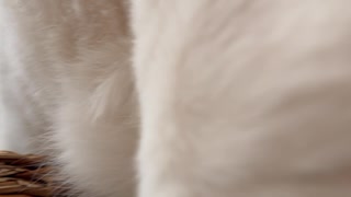 モフみ