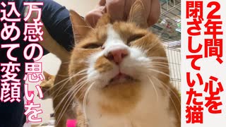 心を閉ざしていた女王猫、2年越しの頭皮ケア