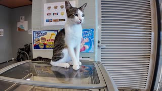 【猫ホテル】徳島にこんな猫だらけのホテルが!? 泊まってみたら天国すぎた件□