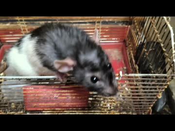 人気の「ラット」動画 228本 - ニコニコ動画