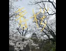令和6年　春桜　大阪城　京橋　イベント　NHK 警察　移動　迄