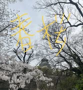 令和6年　春桜　大阪城　京橋　イベント　NHK 警察　移動　迄