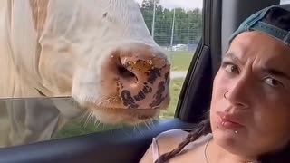 ホモと見る人間を食う牛