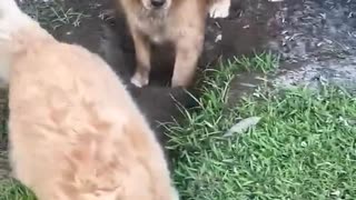 ホモと見る砂が顔面を直撃する犬