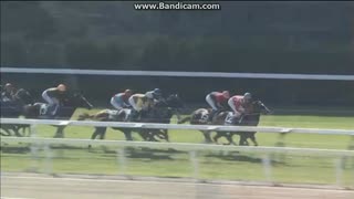 2013 函館２歳ステークス (GIII)　クリスマス
