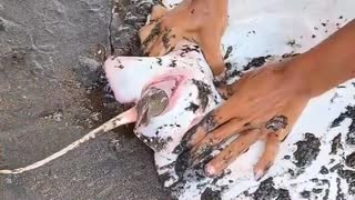 ホモと見るエイのマ●コからドバーッと出てくる赤ちゃん