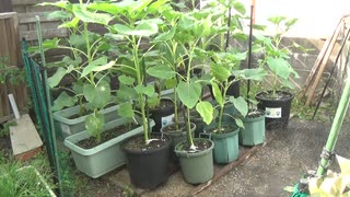 ひまわり：52日目　5月28日～7月17日(木)まで　先端がひまわりらしくなった。