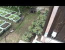 アイスプラント：7月17日(木)：花がさいた