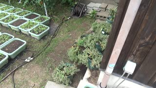 アイスプラント：7月17日(木)：花がさいた