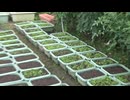 マイクロリーフ：7月17日(木)：順調です。