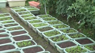 マイクロリーフ：7月17日(木)：順調です。