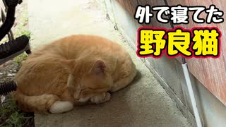 外の方が落ち着くようで…【野良猫】