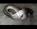 ニワトリとヤギを丸吞みするヘビさん
