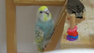 階段でウトウト＆キョロキョロインコ キンカチョウも映る2025年7月17日