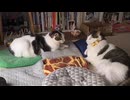 兄弟の動画