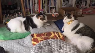 兄弟の動画