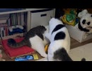 哀しみのとり