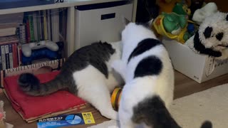 哀しみのとり