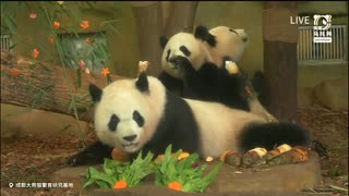 PandapiaLive_2025_7_17