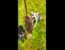 ニワトリ小屋に現れたネズミを仕留めて飼い主に褒められるミニチュアシュナウザー