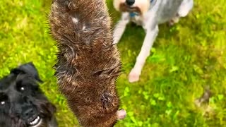ニワトリ小屋に現れたネズミを仕留めて飼い主に褒められるミニチュアシュナウザー