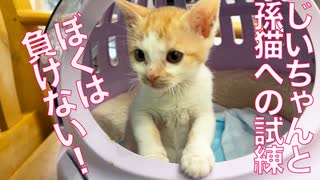 じいちゃん猫と孫猫、揃って試練に立ち向かう