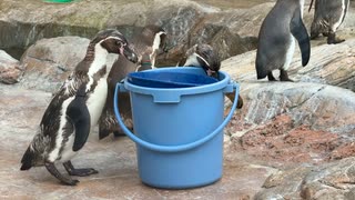 【東武動物公園】ペンギンたちのつまみ食い【フンボルトペンギン】