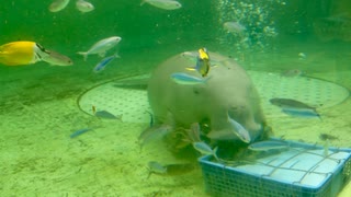 【鳥羽水族館】セレナちゃんのもぐもぐタイム【ジュゴン】