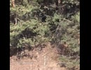 ホモと見るホモセ中に狙われるロシア兵
