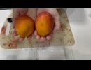 ミニマンゴー切ってみた(ゆっくりバージョン)