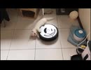 ホモと見るルンバに掴まって回るネコ