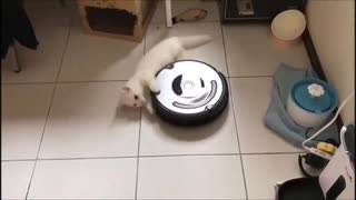 ホモと見るルンバに掴まって回るネコ