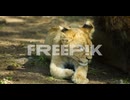 cub yawns and is laying near lion