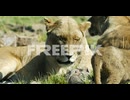 pack of lions and their cubs resting in the meadow