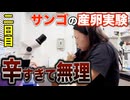 サンゴの産卵実験見せちゃいます！2日目【瀬底研究施設】
