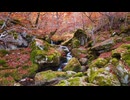 small waterfall on autumn day in forest
