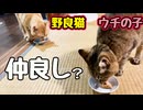 ちゅ〜る食べたいだけ？【野良猫】