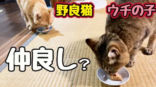 ちゅ〜る食べたいだけ？【野良猫】