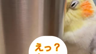 ぴっぴのかくれんぼ