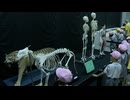 「骨」の役割ユニークに紹介　「Bones2　ほねほね運動会」いのちのたび博物館で19日から開催　福岡・北九州市