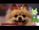 【驚愕】人類はペット化していた！？現代人の“かわいさ”と文明の秘密【ずんだもん解説】