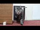 【猫旅館】朝5時から9時まで猫が交代で起こしに来る…尊すぎるモーニングサービスｗ□